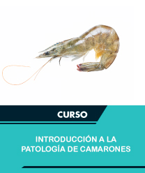 Introducci%c3%b3n a la patolog%c3%ada de camarones