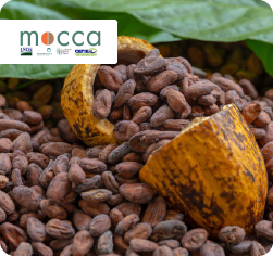 Diplomado internacional de cacao actualizaci%c3%b3n iso 37001 2016
